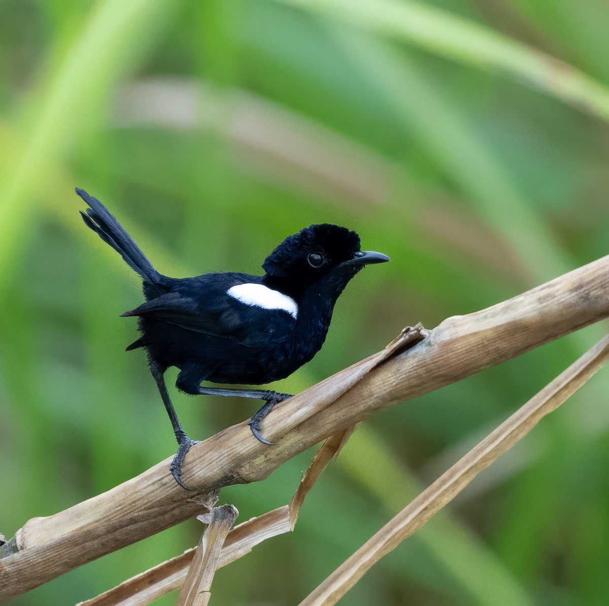 White-shouldered Fairywren - ML639288681