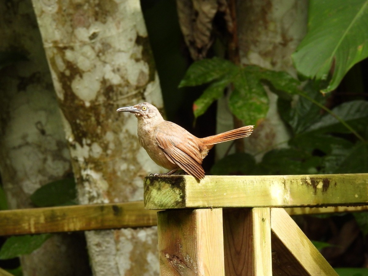 Brown Trembler - ML639288792