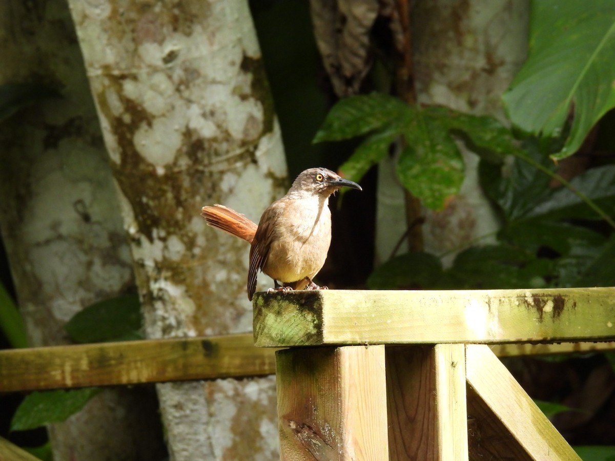 Brown Trembler - ML639288793