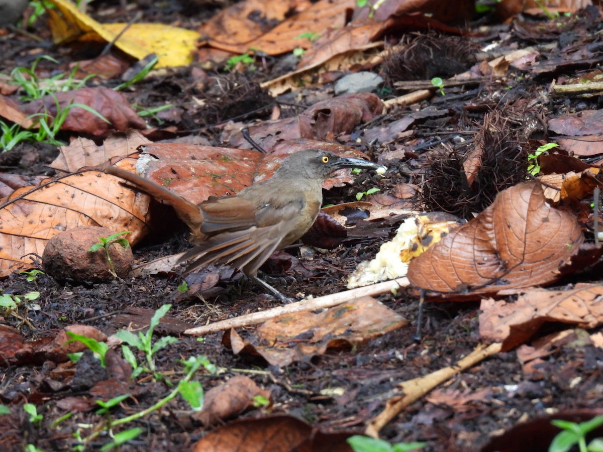 Brown Trembler - ML639288794