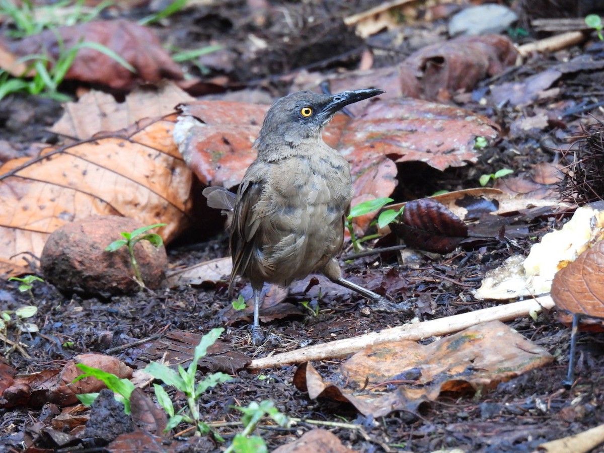 Brown Trembler - ML639288795