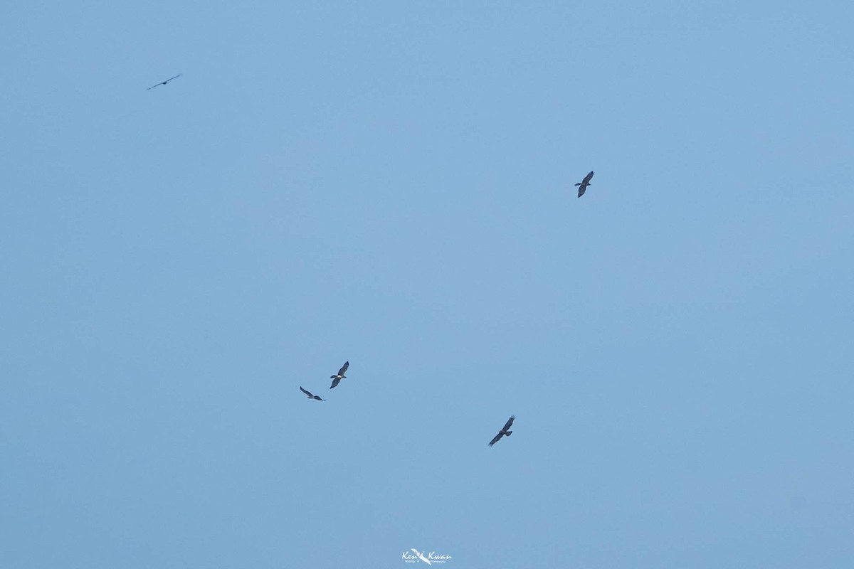 Oriental Honey-buzzard - ML639288969