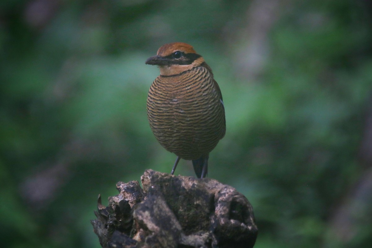 Javan Banded-Pitta - ML639289092