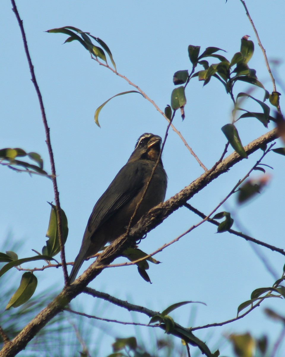 Thick-billed Saltator - ML639289102