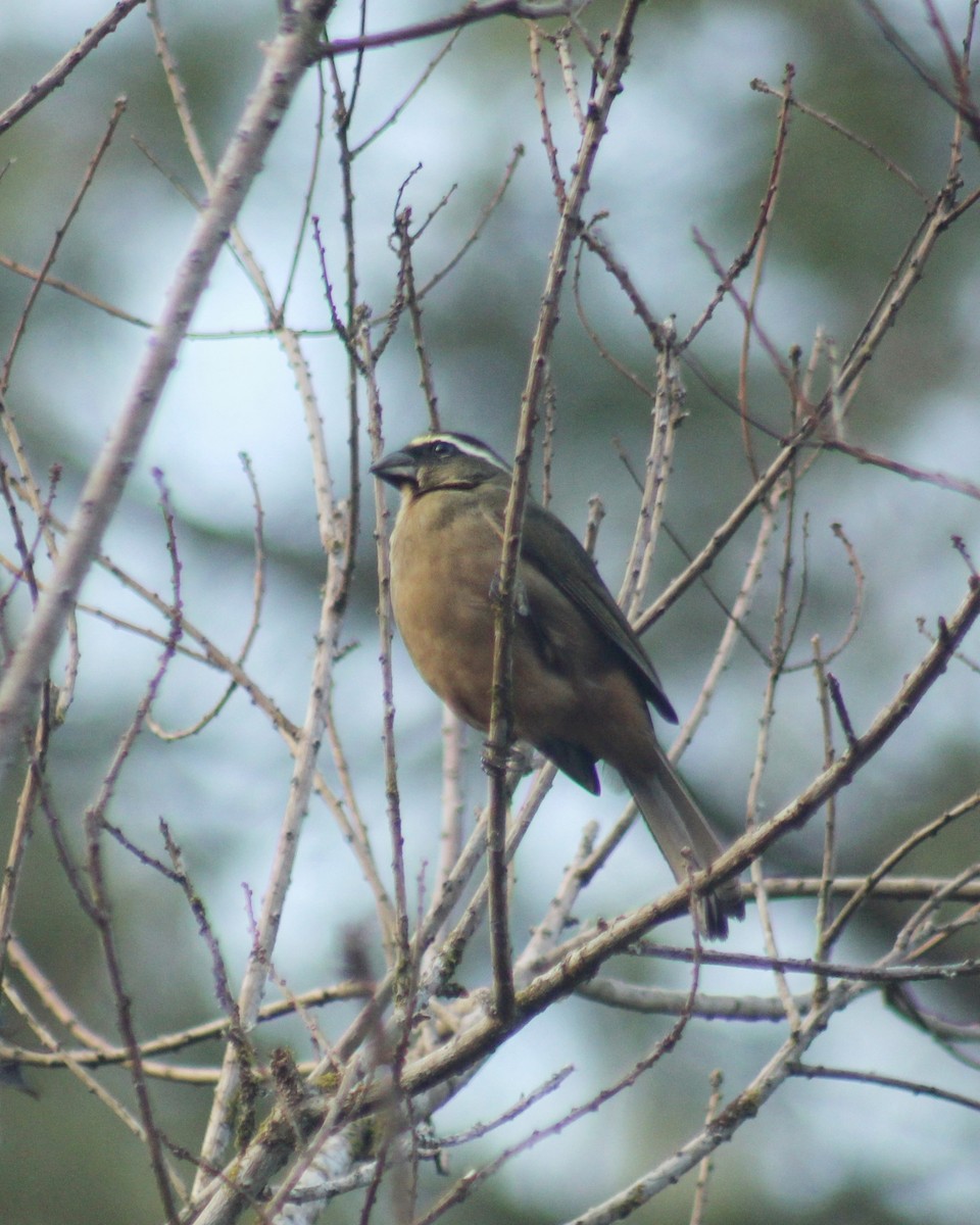 Thick-billed Saltator - ML639289103