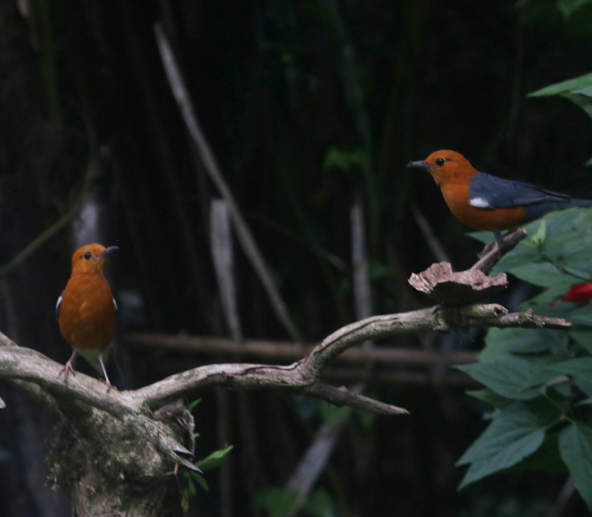 Orange-headed Thrush - ML639289114