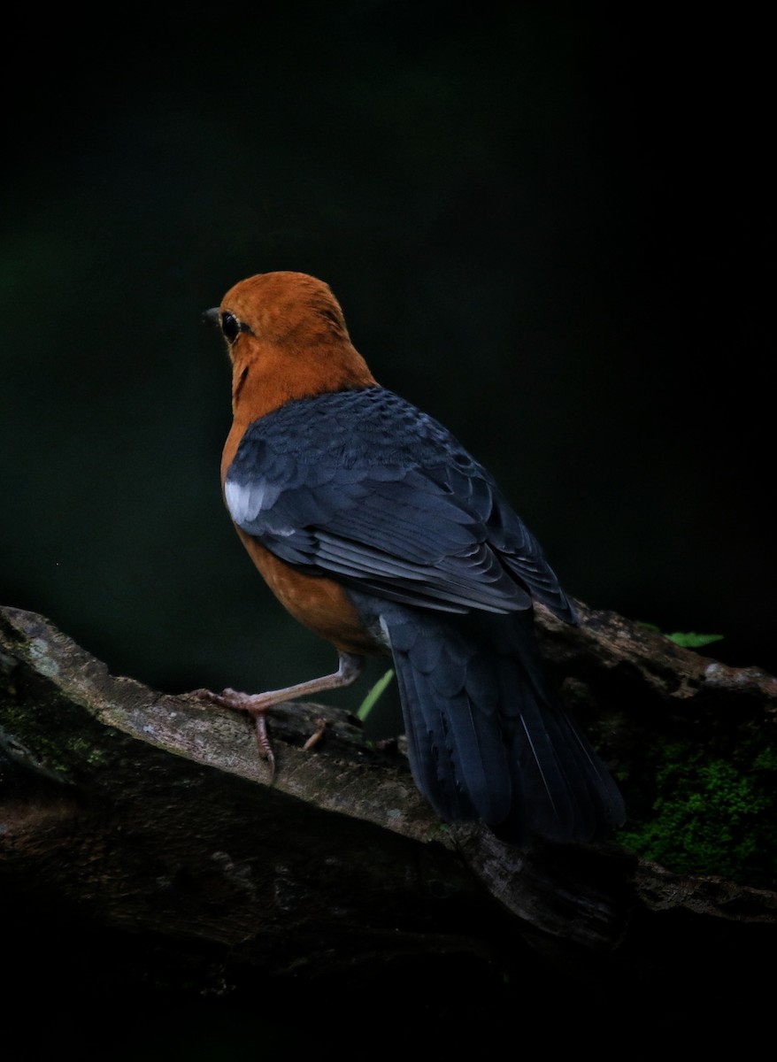 Orange-headed Thrush - ML639289122