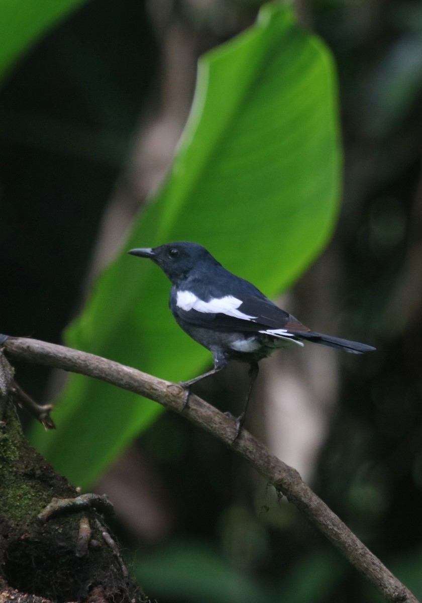 Oriental Magpie-Robin - ML639289126