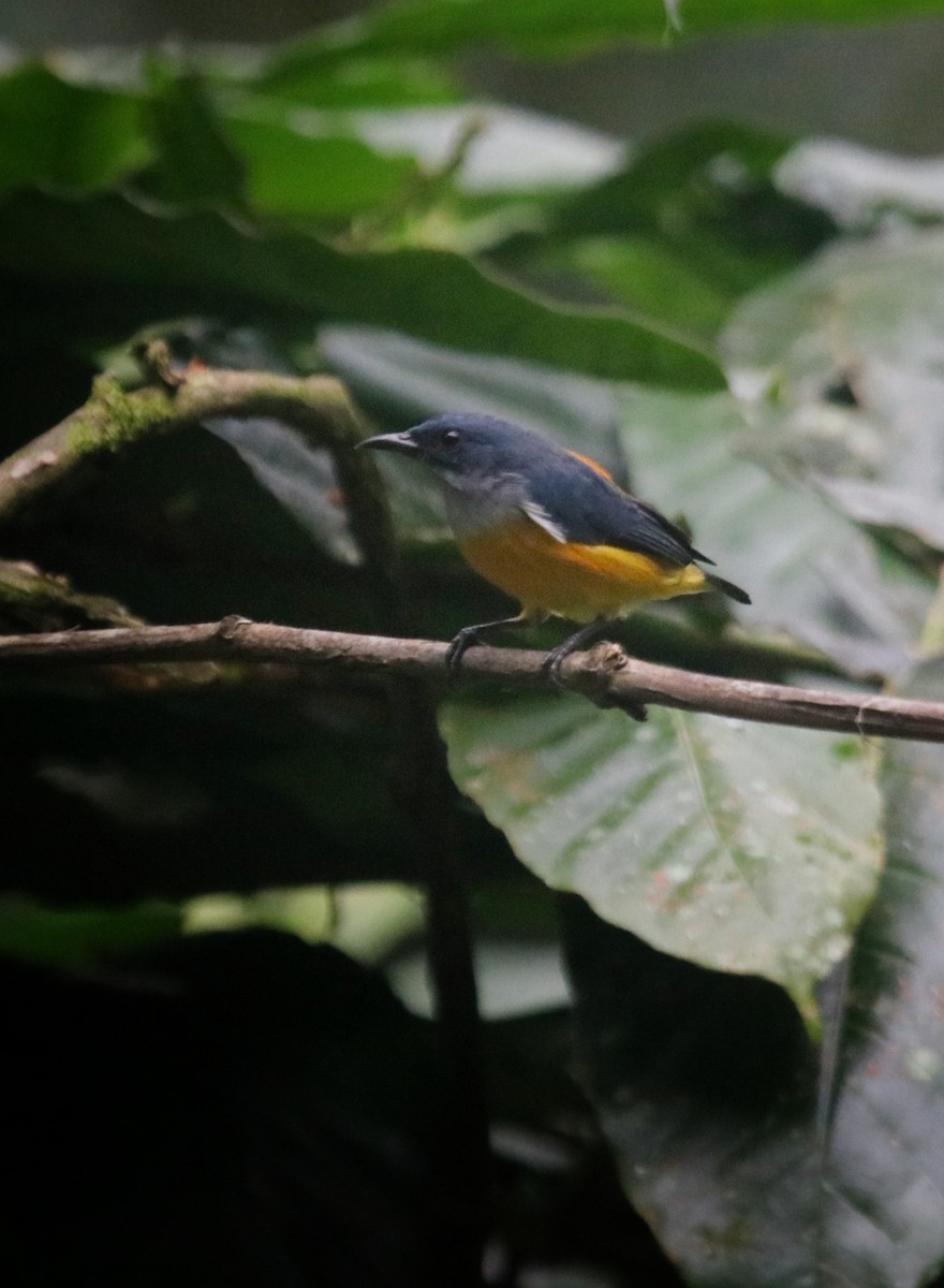 Orange-bellied Flowerpecker - ML639289136