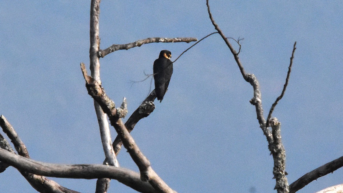 Oriental Hobby - ML639289202