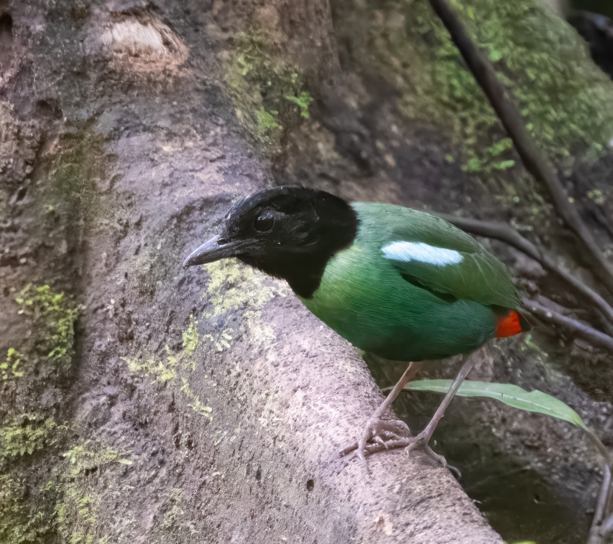 Eastern Hooded Pitta - ML639289203
