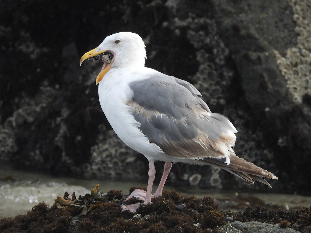 Western Gull - ML639289213