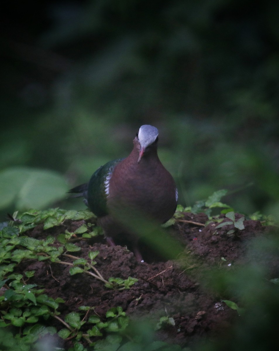 Asian Emerald Dove - ML639289221