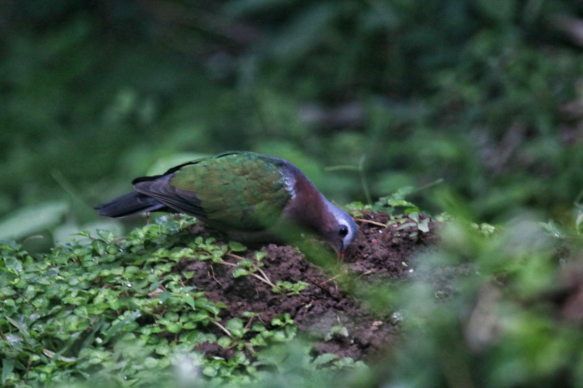 Asian Emerald Dove - ML639289229