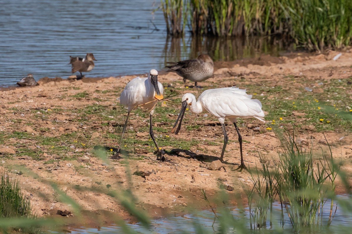 Eurasian Spoonbill - ML639289234