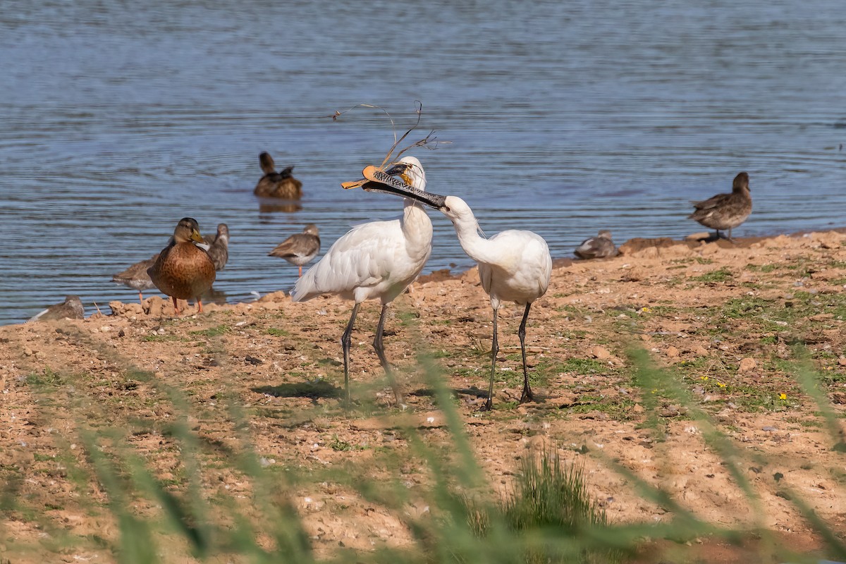 Eurasian Spoonbill - ML639289235