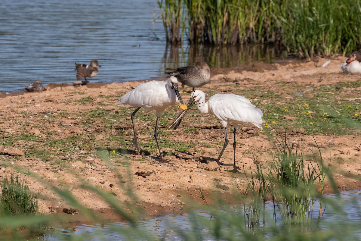 Eurasian Spoonbill - ML639289236