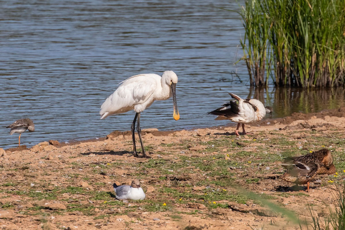 Eurasian Spoonbill - ML639289237