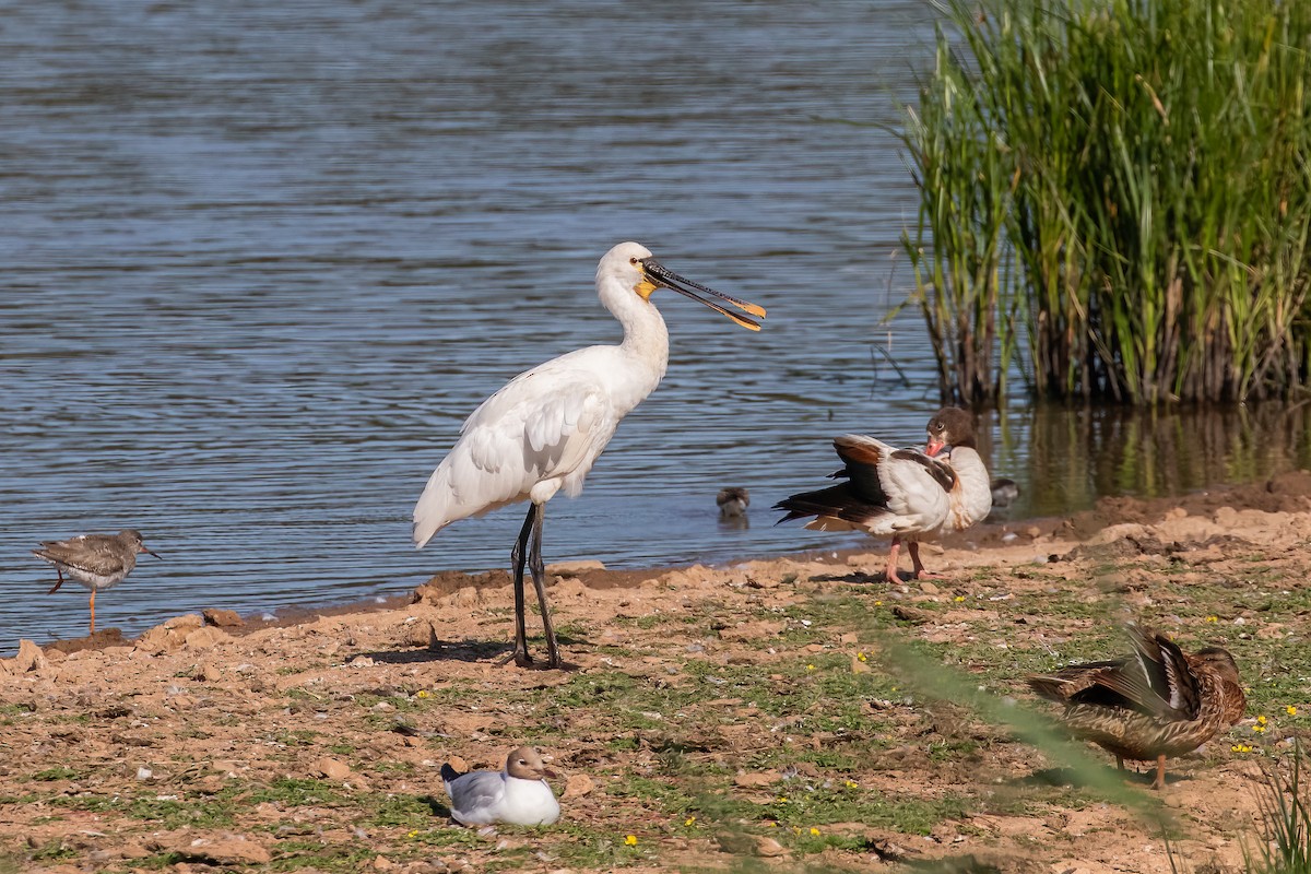 Eurasian Spoonbill - ML639289238