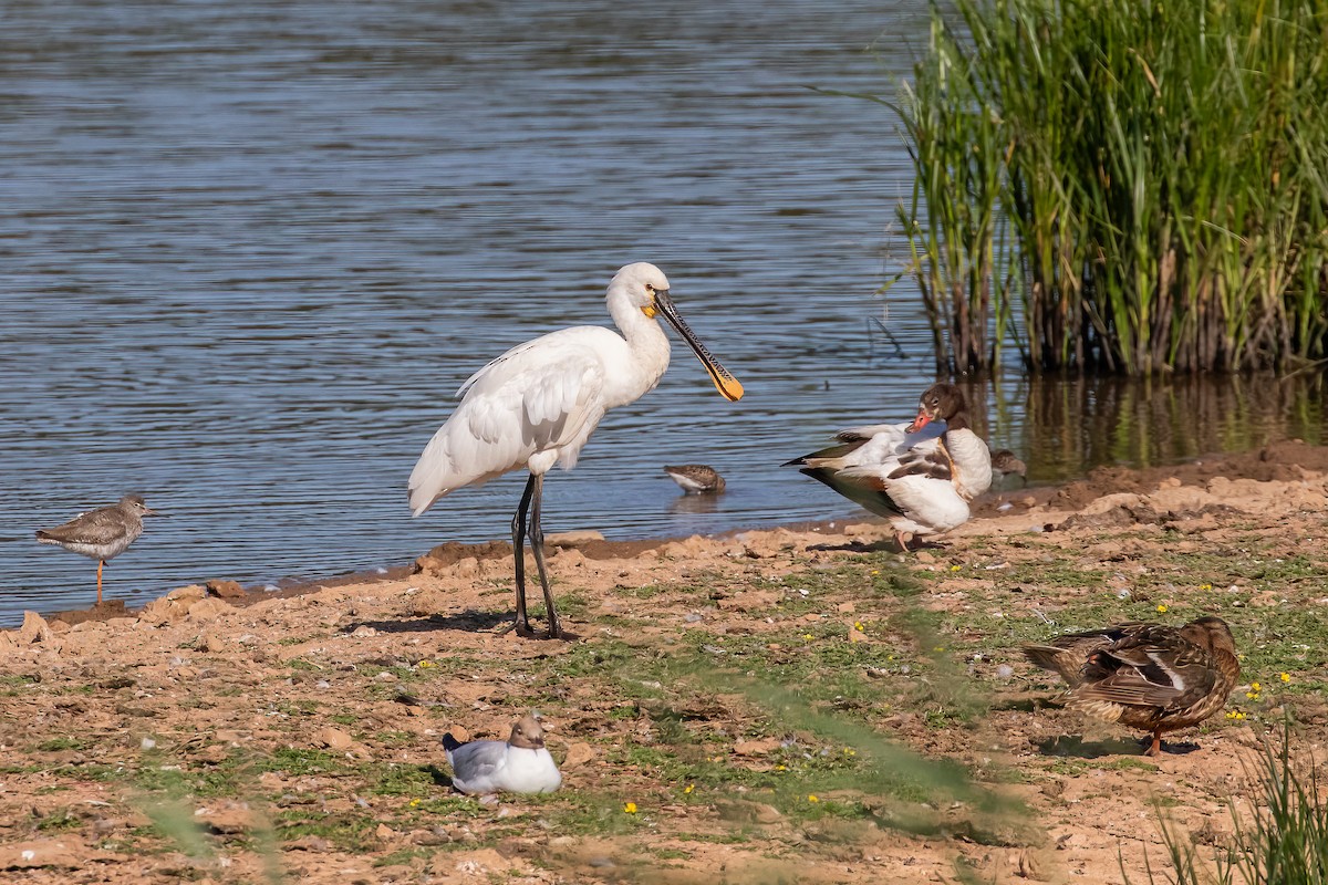 Eurasian Spoonbill - ML639289239