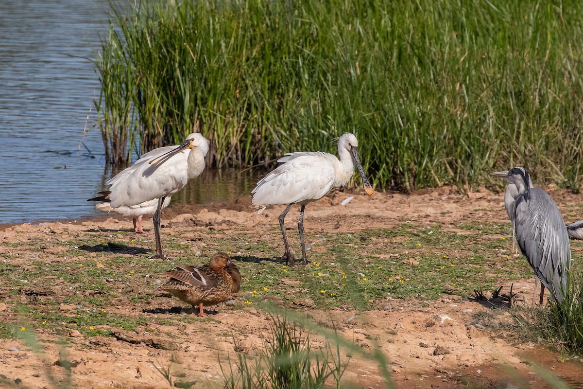Eurasian Spoonbill - ML639289241