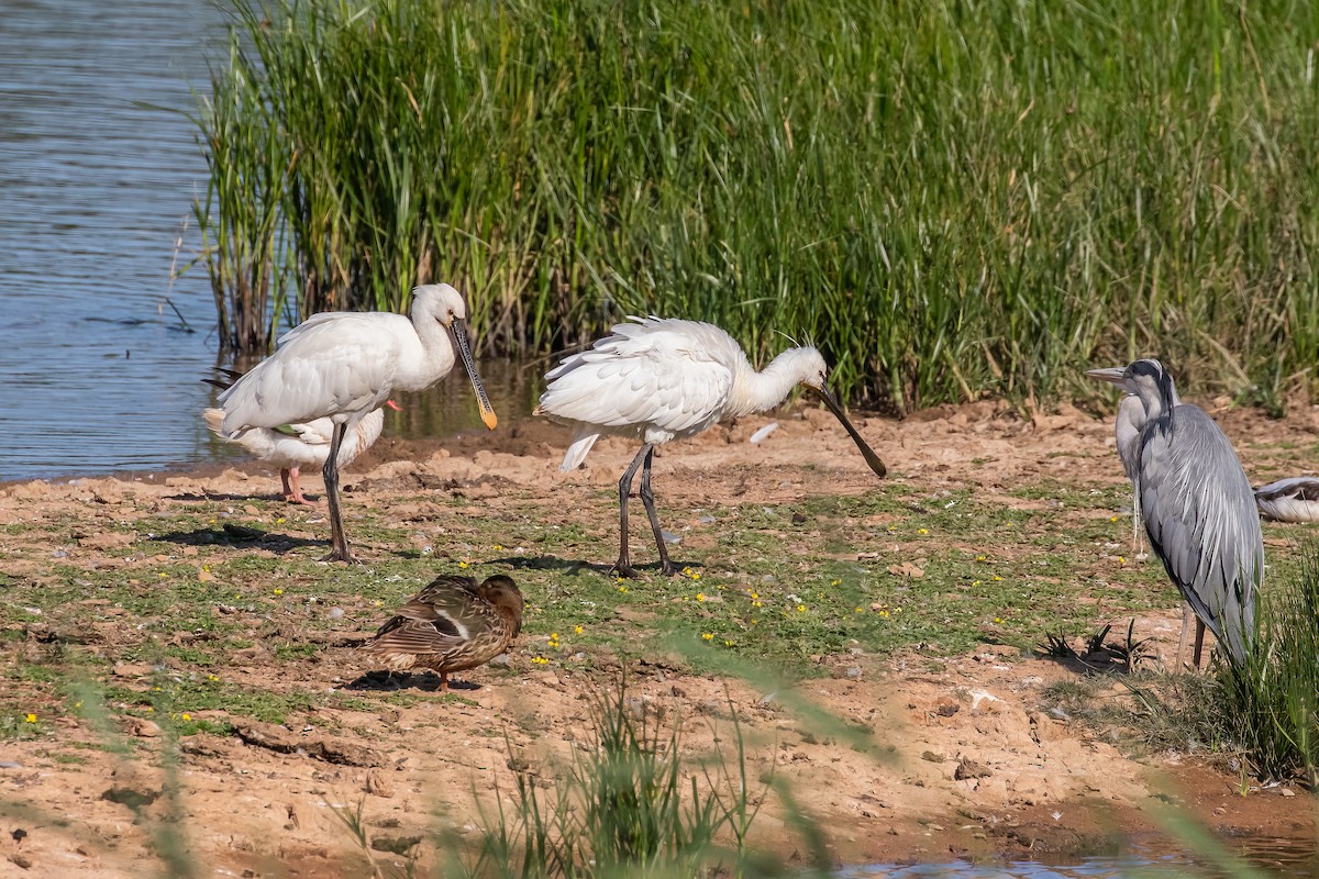 Eurasian Spoonbill - ML639289242
