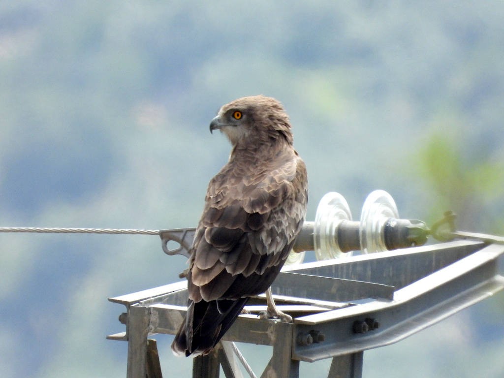 Short-toed Snake-Eagle - ML639289346