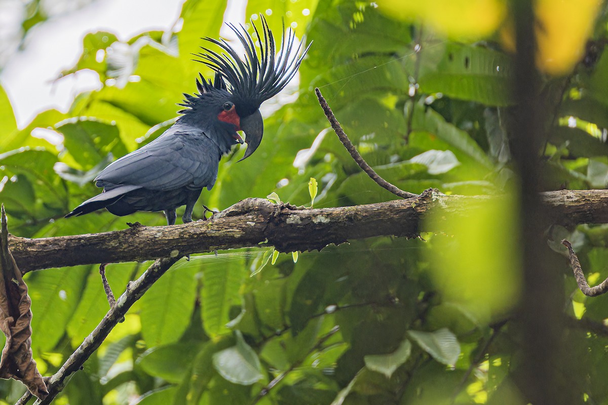 Palm Cockatoo - ML639289355