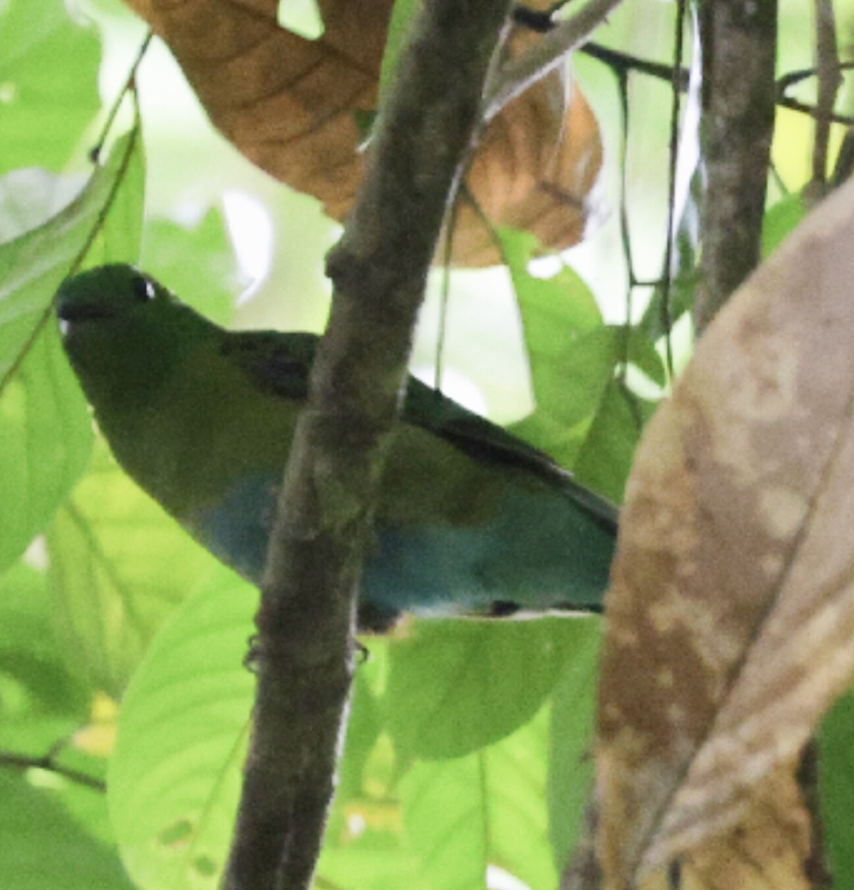 Hose's Broadbill - ML639289381