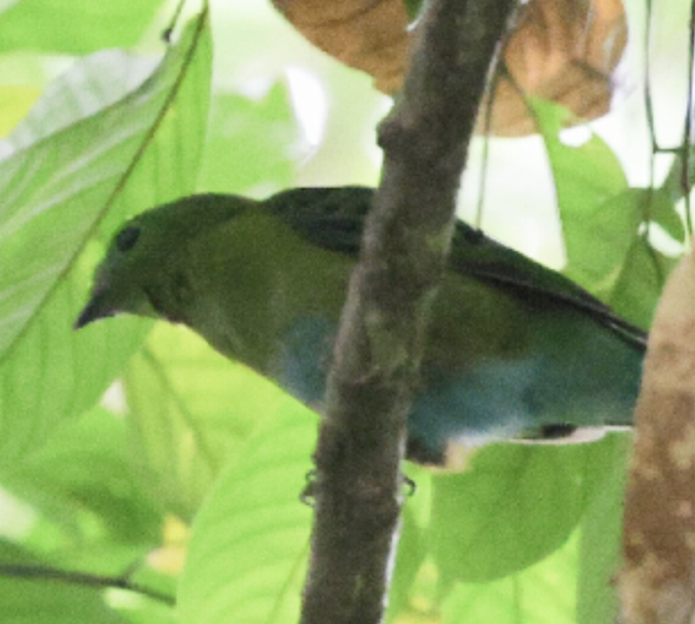 Hose's Broadbill - ML639289382
