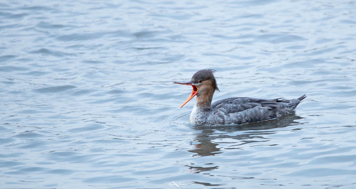 Red-breasted Merganser - ML639289394