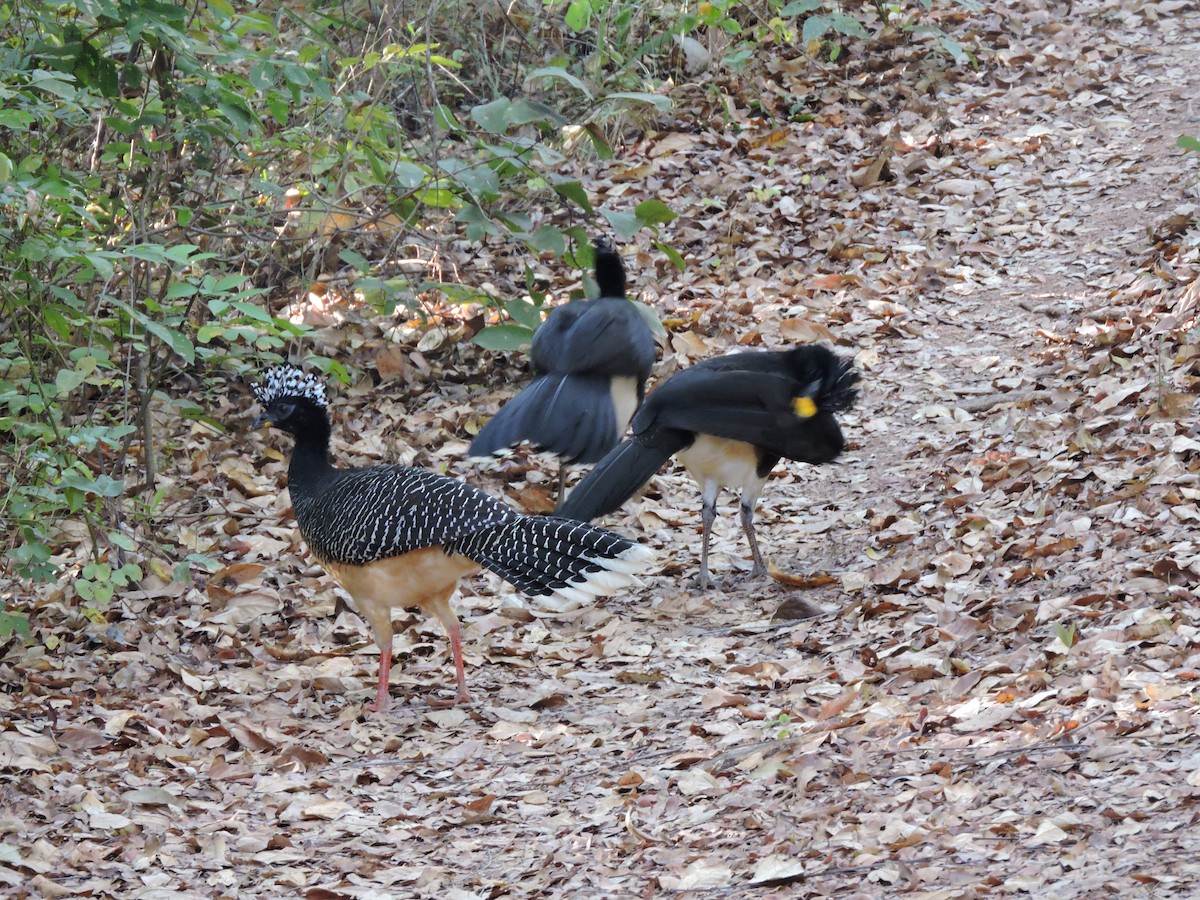 Bare-faced Curassow - ML639289395