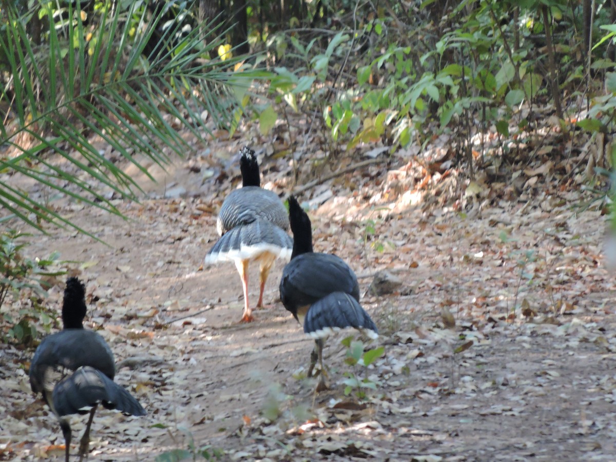 Bare-faced Curassow - ML639289397