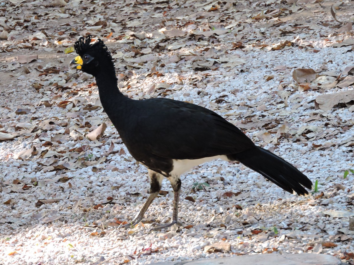 Bare-faced Curassow - ML639289398