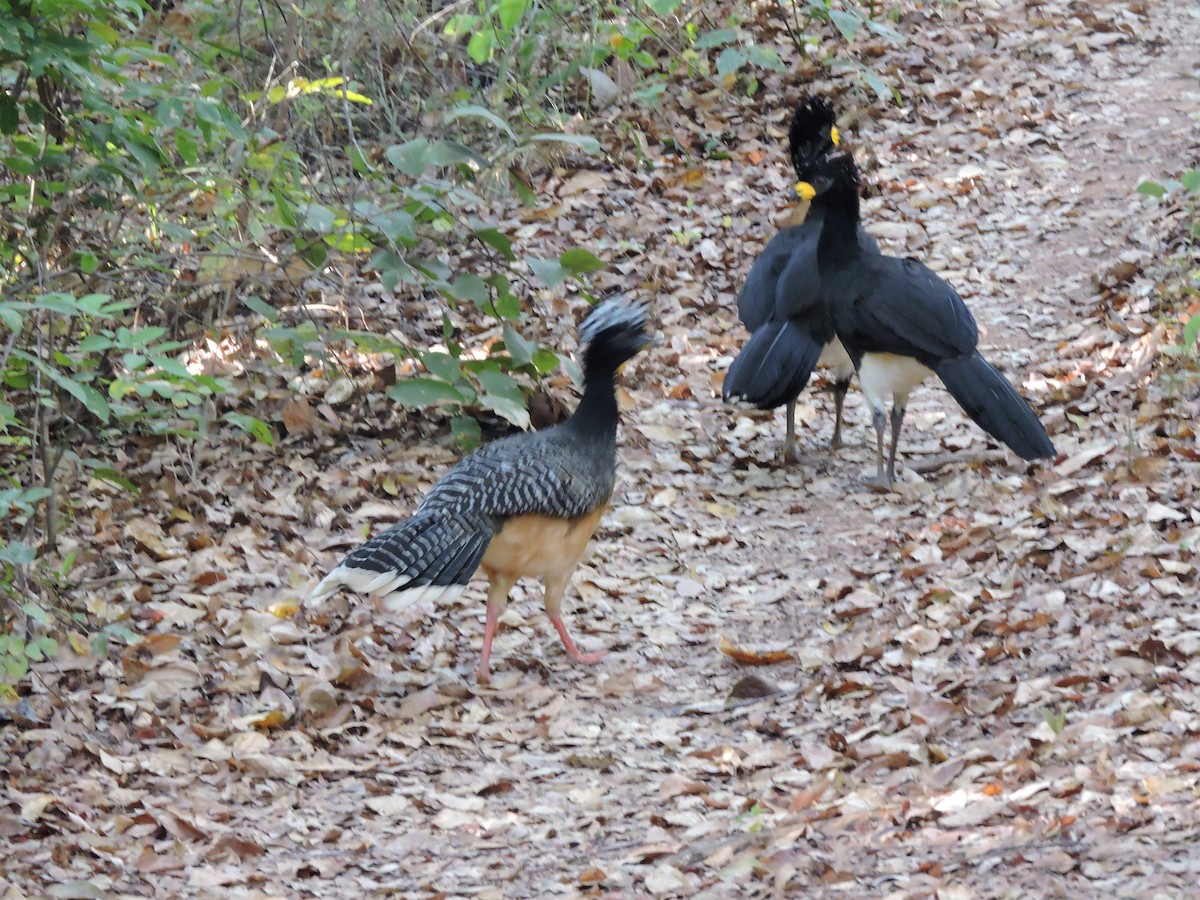 Bare-faced Curassow - ML639289399