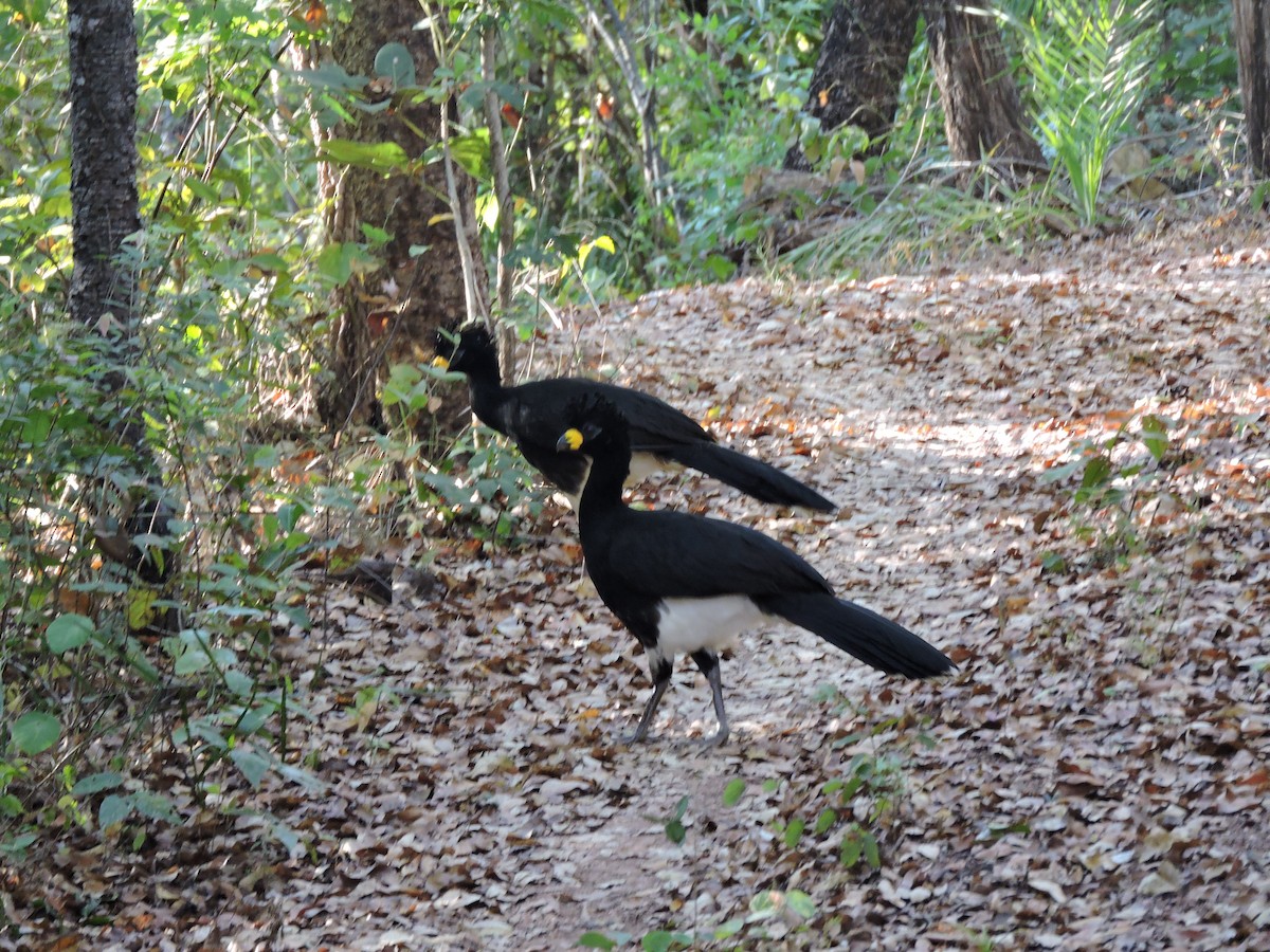 Bare-faced Curassow - ML639289400