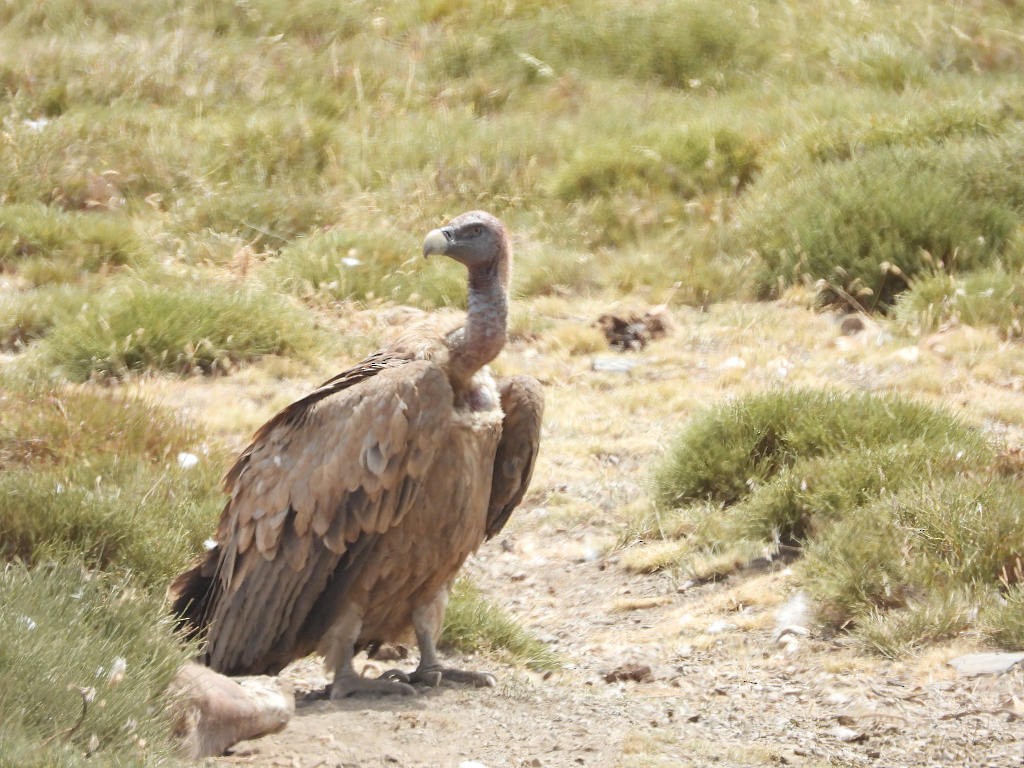 Eurasian Griffon - ML639289401