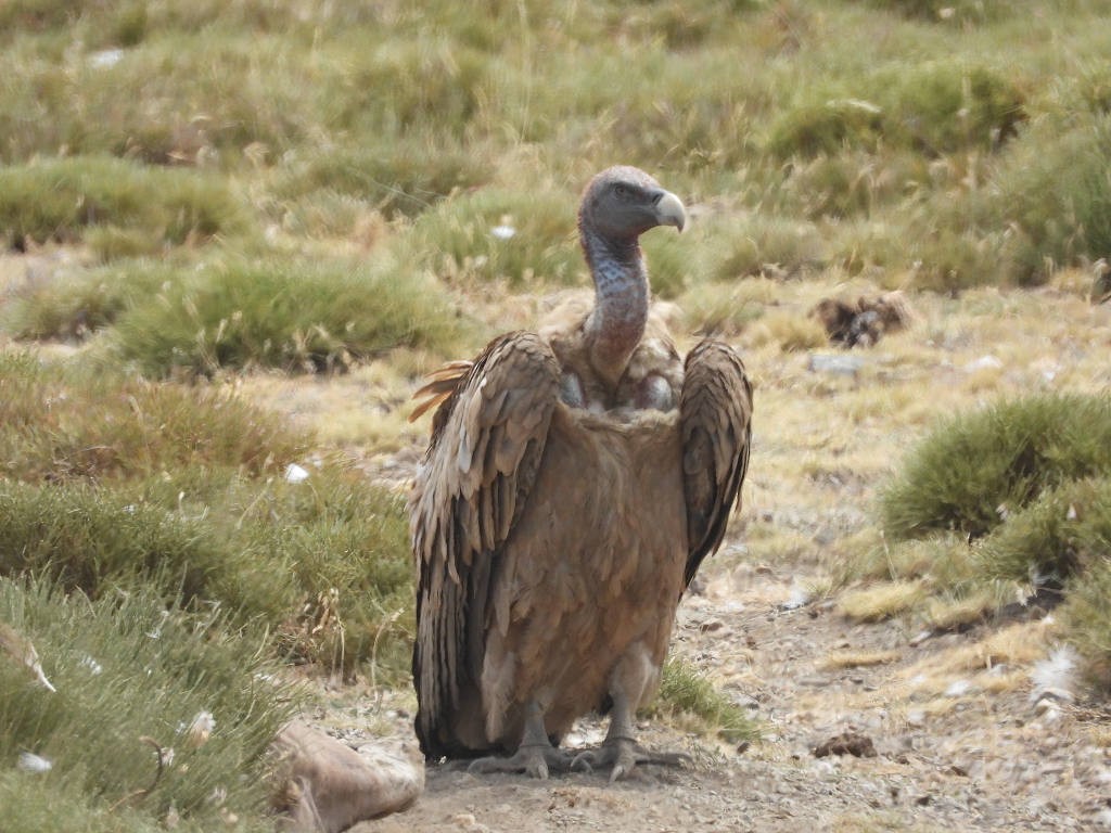 Eurasian Griffon - ML639289402