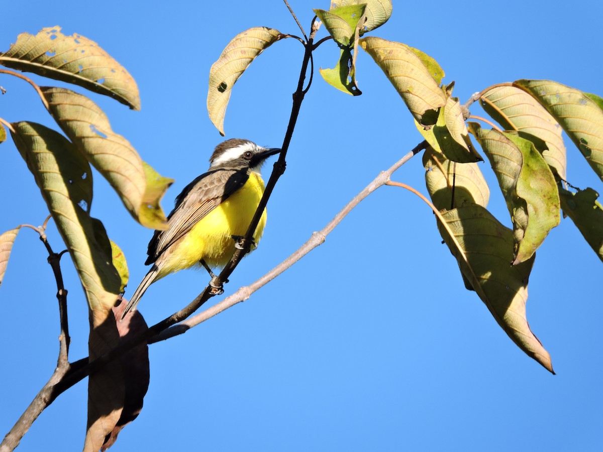 Rusty-margined Flycatcher - ML639289444