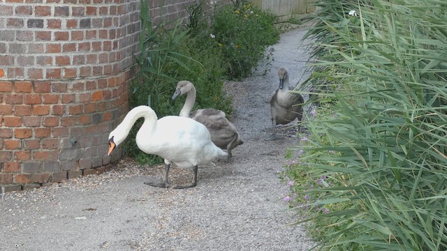 Mute Swan - ML639289457