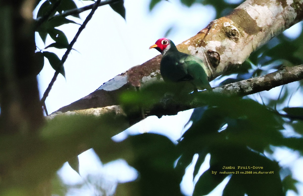 Jambu Fruit-Dove - ML639289461