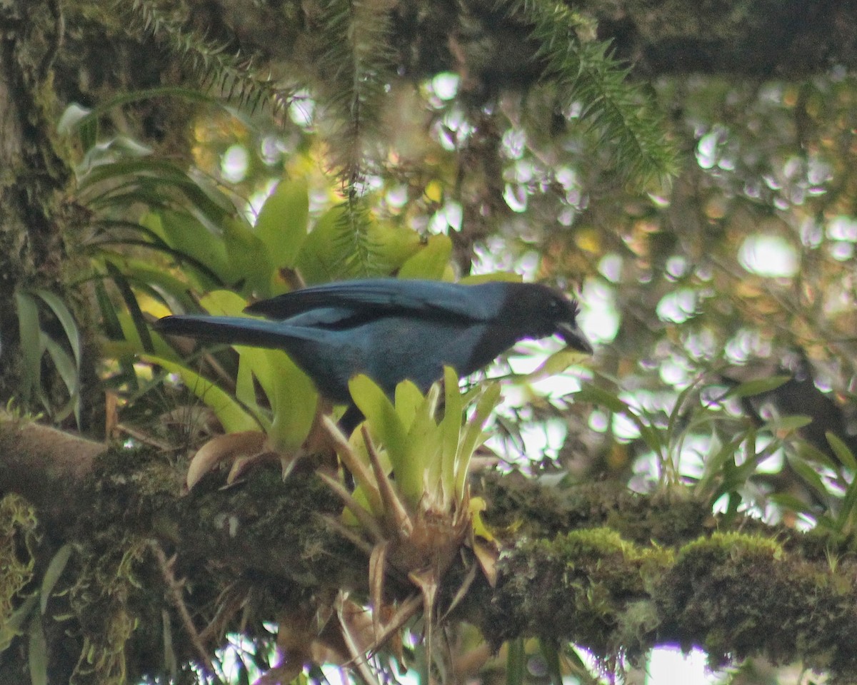 Azure Jay - ML639289490