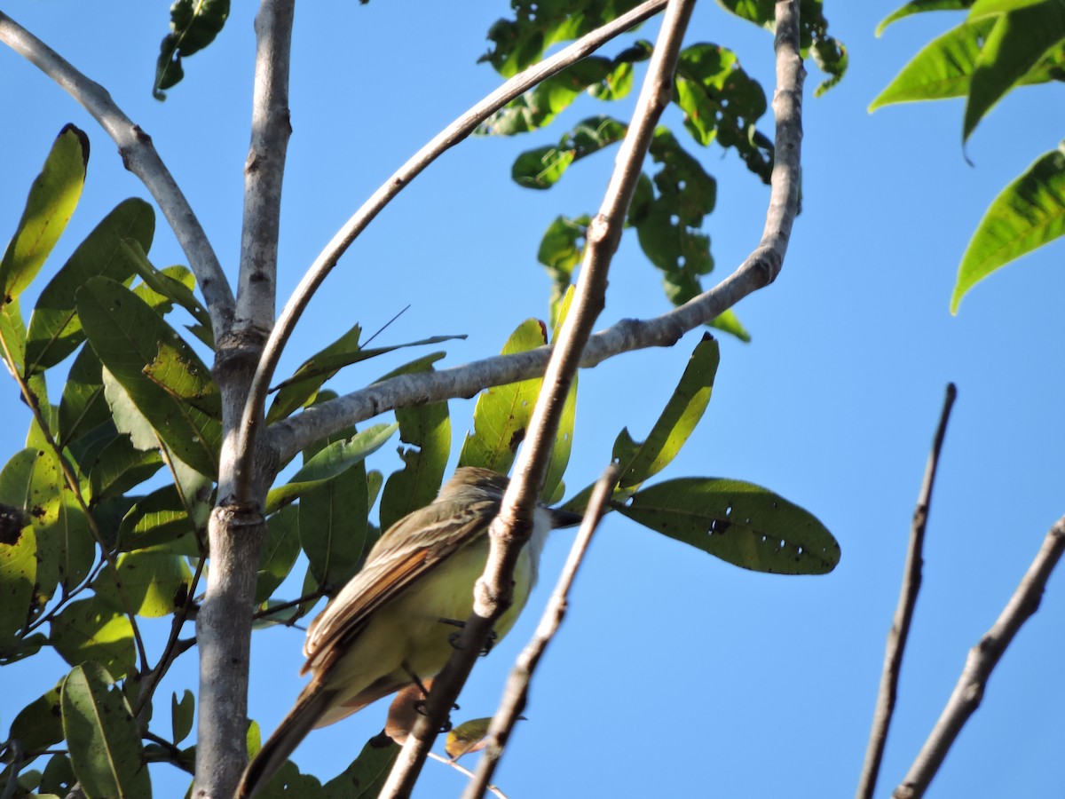 Brown-crested Flycatcher - ML639289516