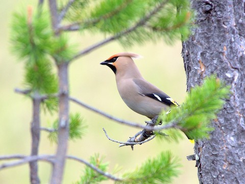 Bohemian Waxwing - ML639289560
