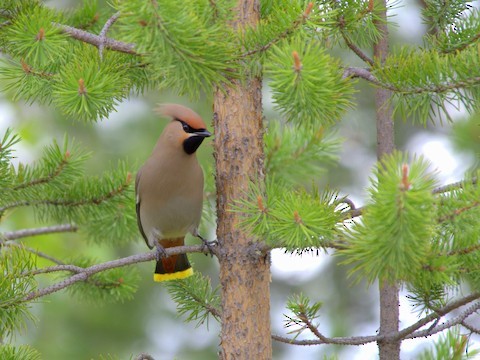Bohemian Waxwing - ML639289563