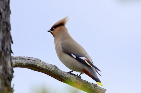 Bohemian Waxwing - ML639289564