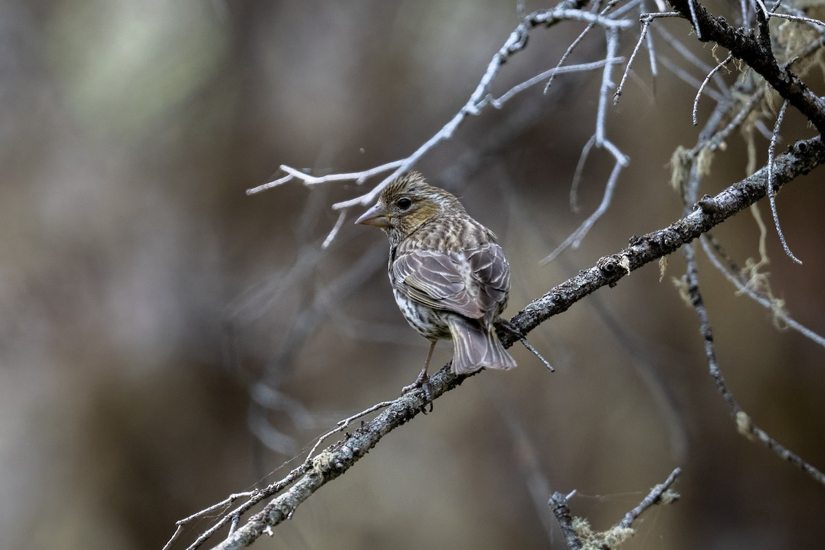 Cassin's Finch - ML639289565