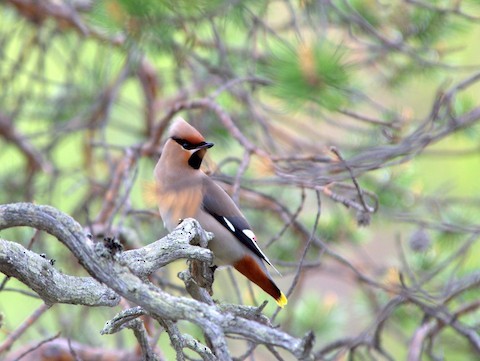 Bohemian Waxwing - ML639289566