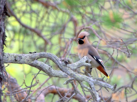 Bohemian Waxwing - ML639289567