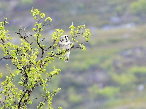 Northern Hawk Owl - ML639289570